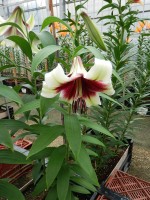 [5136 Kushi Maya No01.JPG]